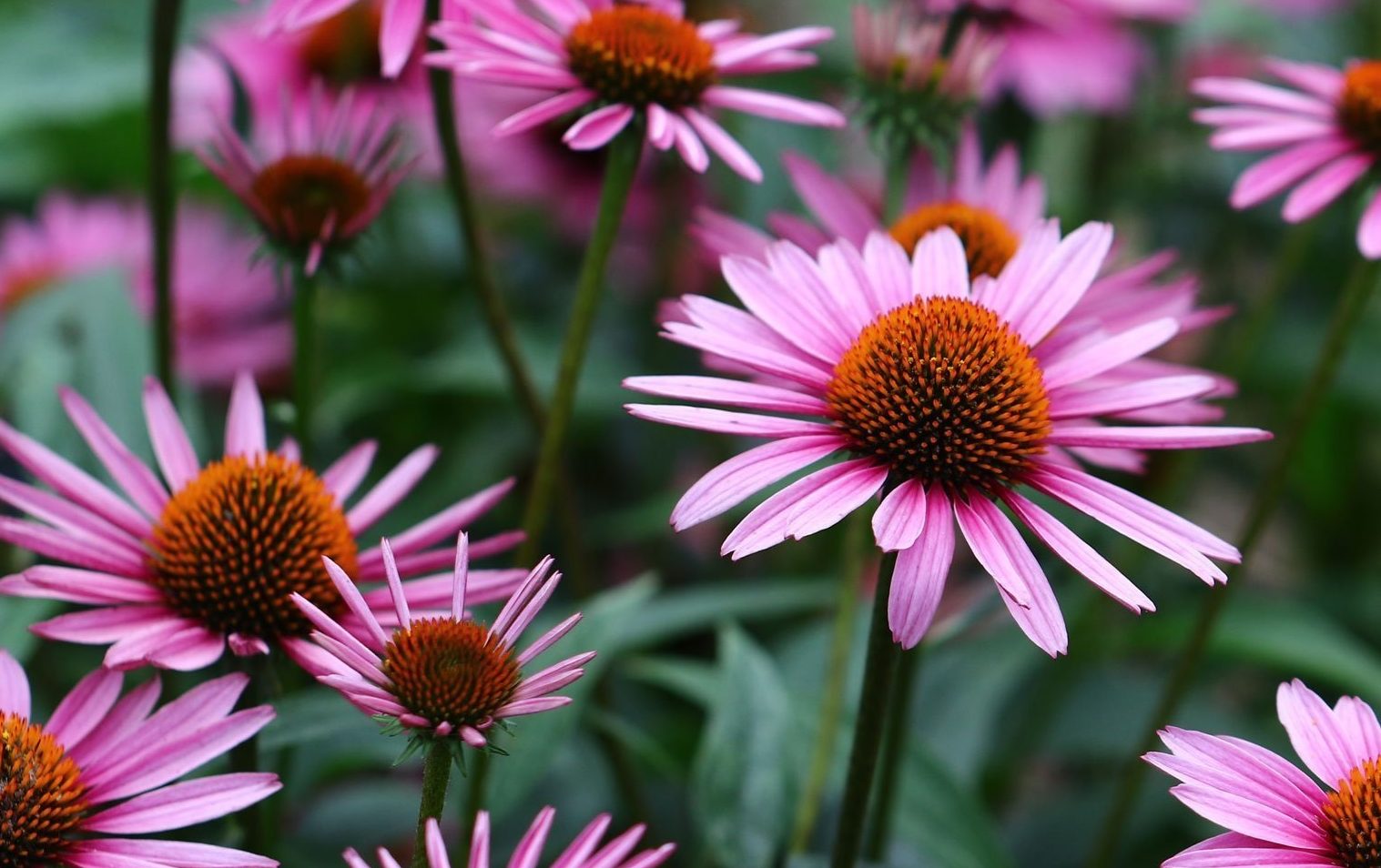 ECHINACEA
