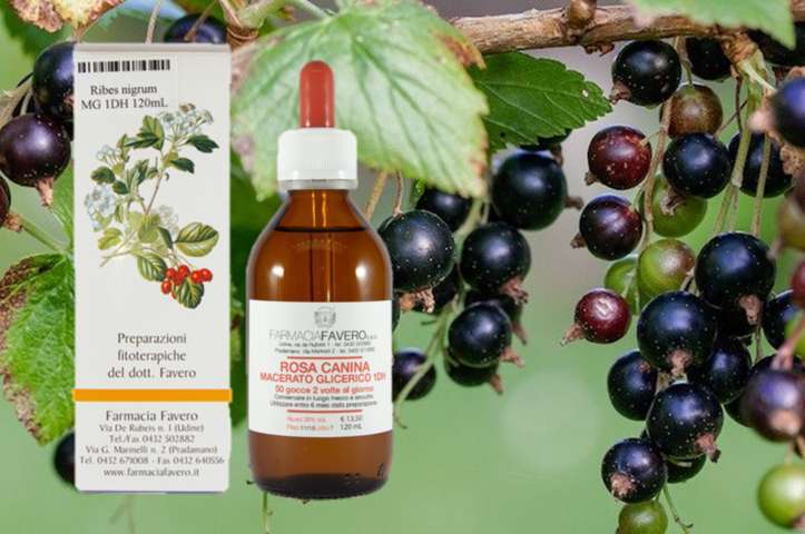 ribes nero proprietà
