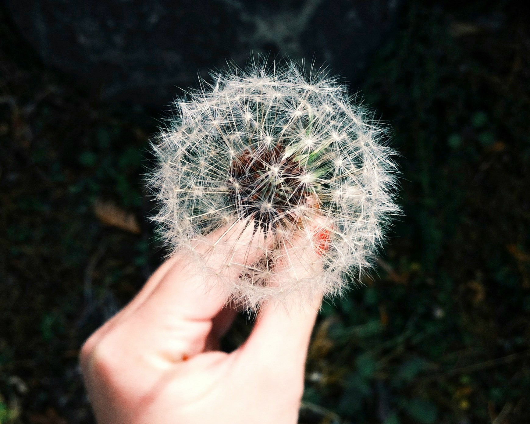 allergia e pollini